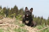 BOULEDOGUE FRANCAIS 369
